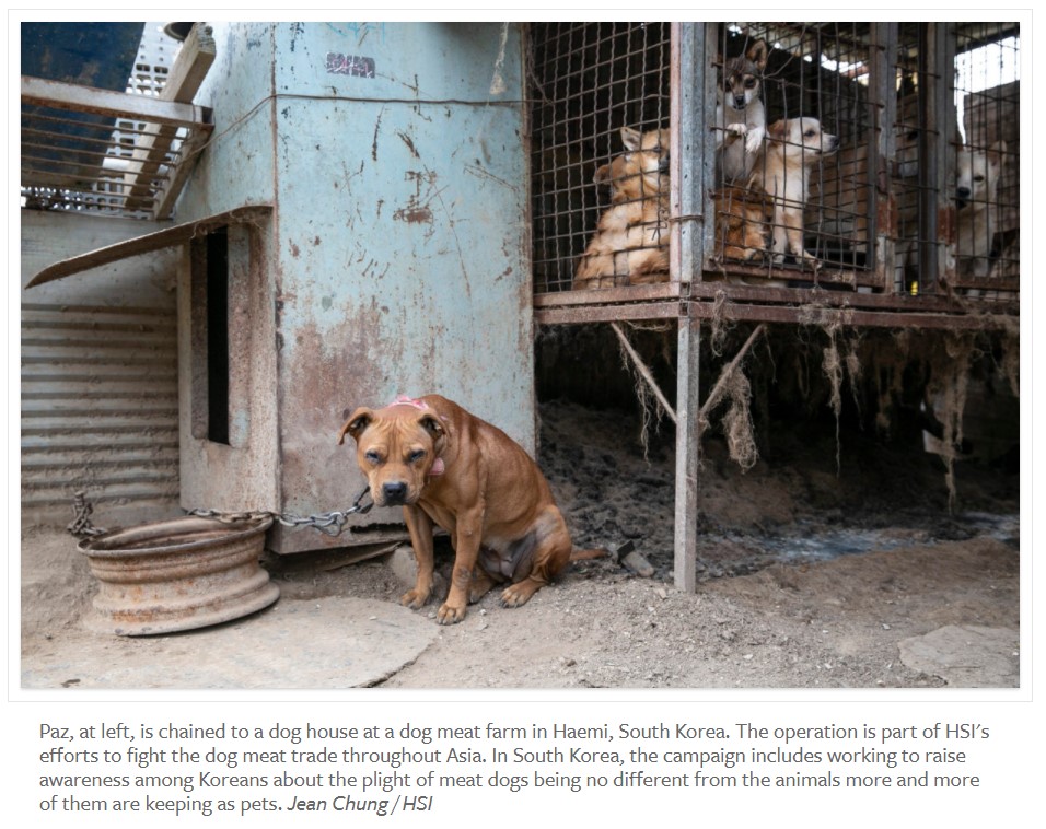 170 dog meat trade survivors touch down in the United States; new poll